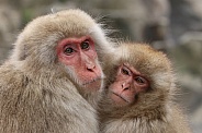 Snow monkeys  (Japanese Macaques)