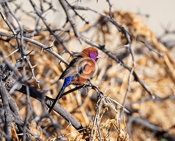 Violet-eared Waxbill Violet-eared Waxbill