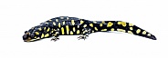 Wild male Eastern tiger salamander - Ambystoma tigrinum tigrinum - black and bright lemon yellow spots blotches with head up.  North central Florida version.  Isolated on white background side view