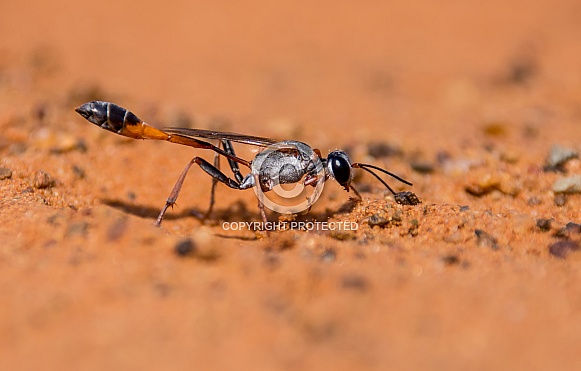 Ammophila Wasp