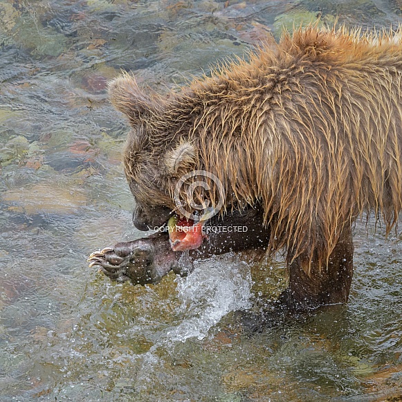 Brown Bear