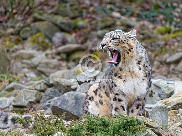 Snow Leopard