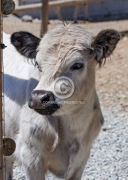 Cow