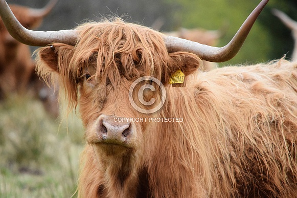Highland Cow