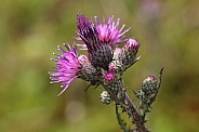 blooming spear thistle