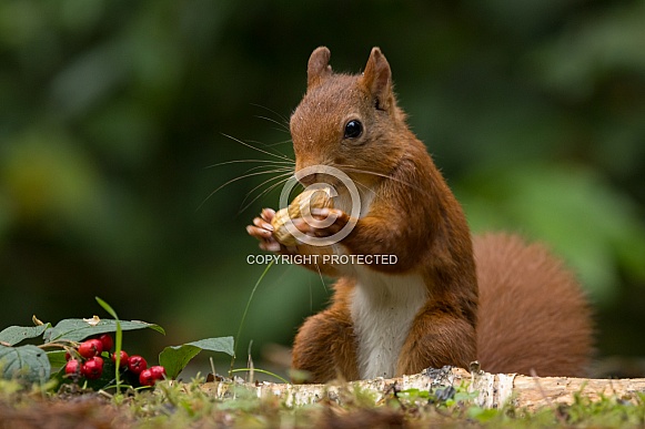 Red Squirrel