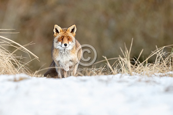 Red fox in wintertime Red fox in wintertime