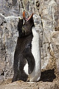 Rockhopper Penguin - Falkland Islands