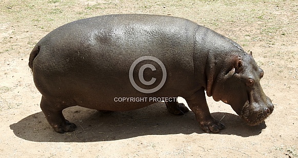 Hippopotamus Hippopotamus