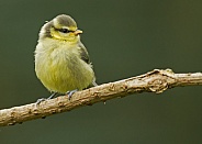 European Blue Tit (fledgling)