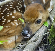 White tailed Deer