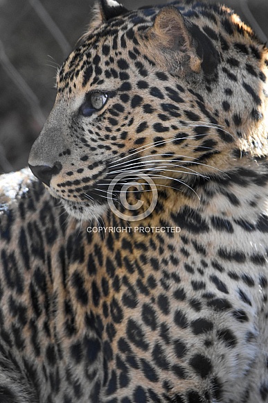 African Leopard