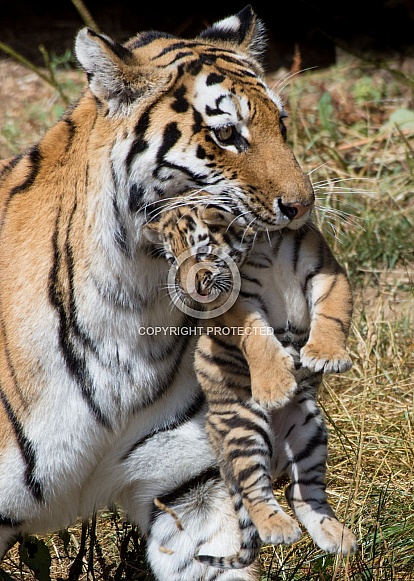 Amur tigress carrying cub
