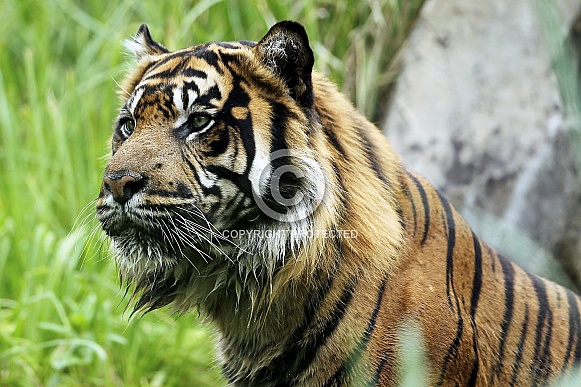 Sumatran Tiger Sumatran Tiger