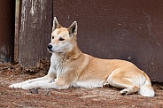 Dingo