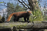 Red Panda