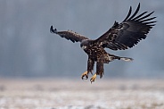 White tailed eagle or European Eagle