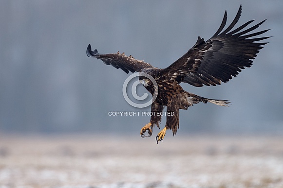 White tailed eagle or European Eagle