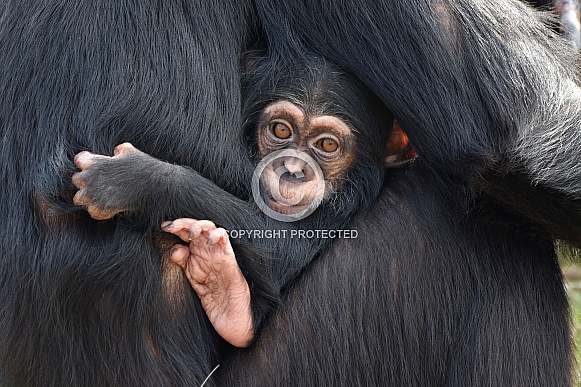 Chimpanzee