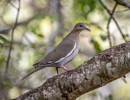 White-winged Dove