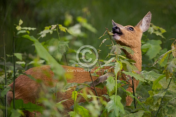 Roe Deer