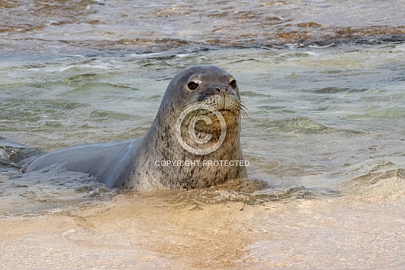 Hawaiian Monk Seal Hawaiian Monk Seal