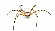 Wild banded garden orb weaving weaver spider - Argiope trifasciata - light color morph lacking black bands on abdomen. Yellow, orange, red coloring. Isolated on white background top front face view