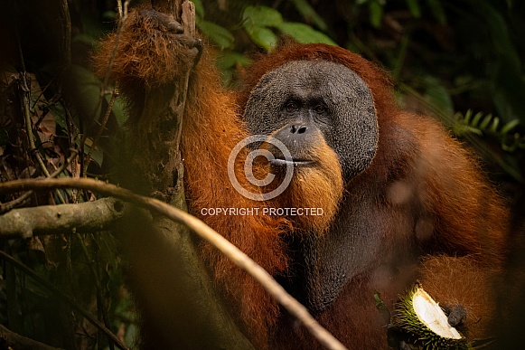 Sumatran orangutan in the jungle.