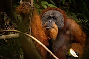 Sumatran orangutan in the jungle.