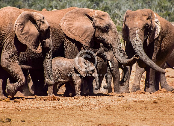 African elephants African elephants