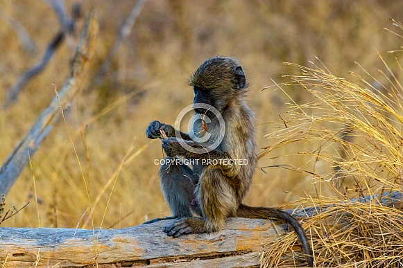 African Baboon