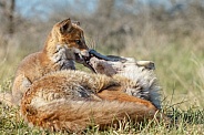 Red Fox cub in nature