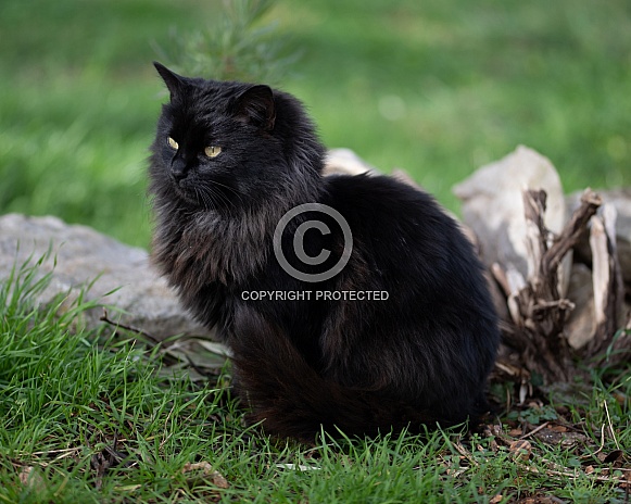 Longhaired Black Cat