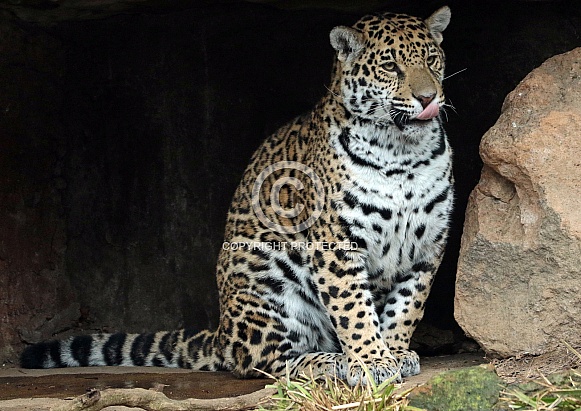 jaguar