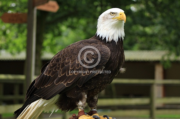 Bald Eagle