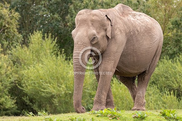 Asian Elephant Full Body Walking Asian Elephant Full Body Walking