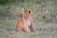 Close up of a lion cub in the grass