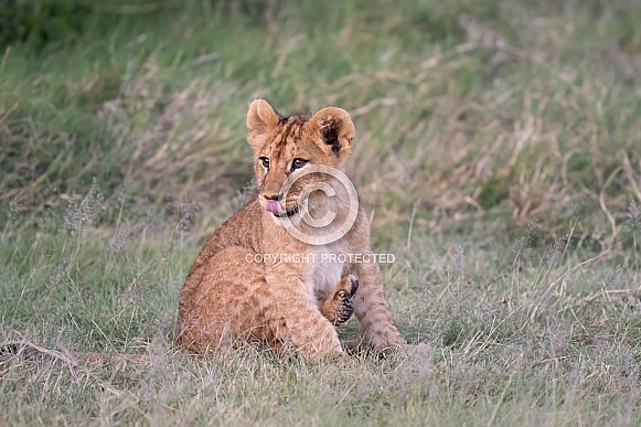 Close up of a lion cub in the grass Close up of a lion cub in the grass
