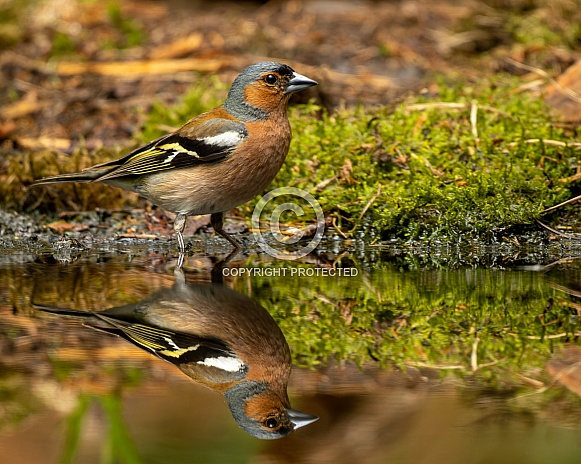 Common Chaffinch Common Chaffinch