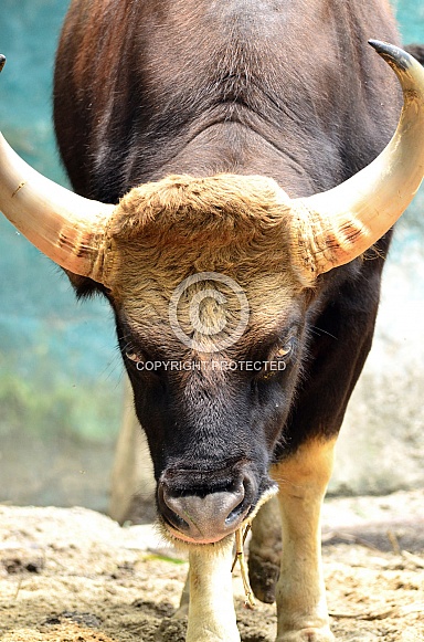 Indian Gaur