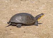 Blanding's Turtle