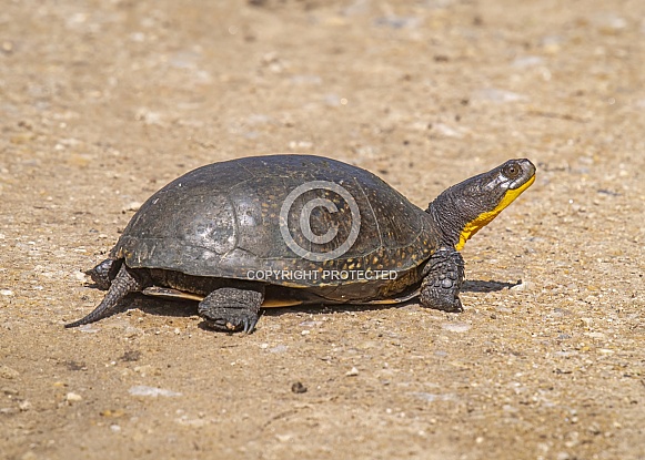 Blanding's Turtle