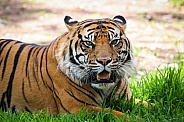 Sumatran Tiger
