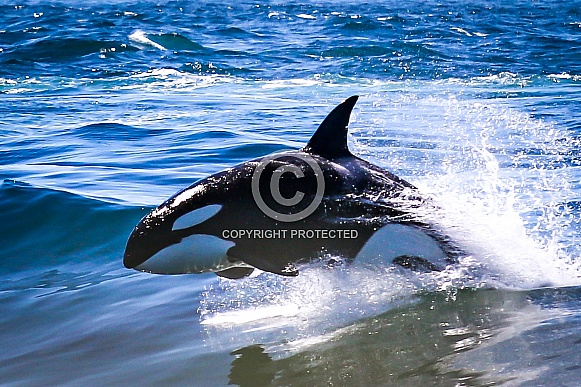 Orca Killer Whales Orca Killer Whales