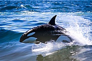 Orca Killer Whales