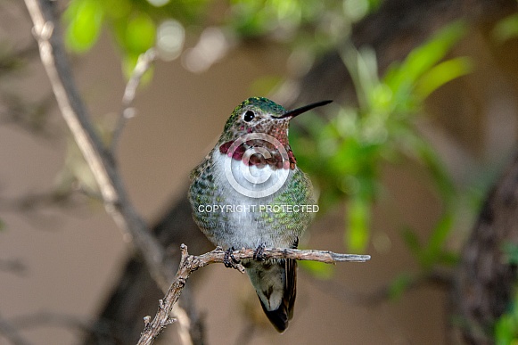 Broad-tailed Hummingbird Broad-tailed Hummingbird