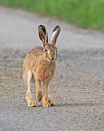 Brown Hare