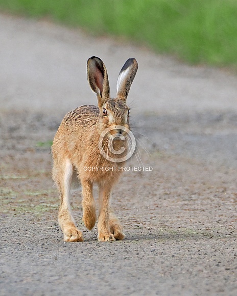 Brown Hare