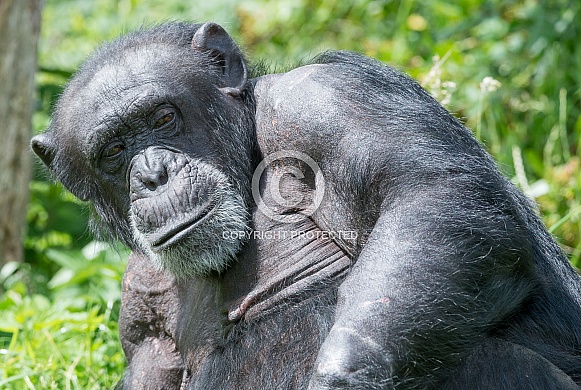 Chimpanzee