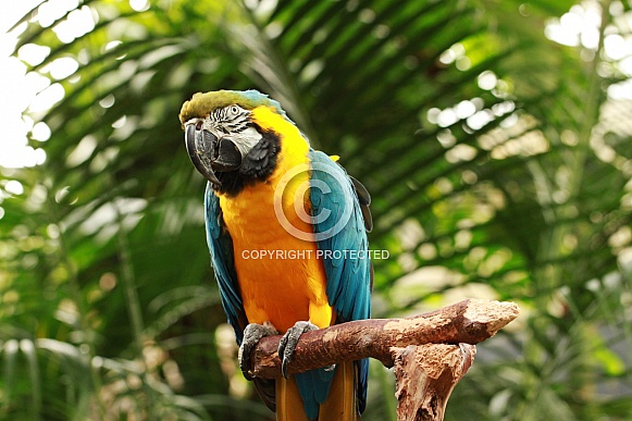 Blue and Gold Macaw Blue and Gold Macaw